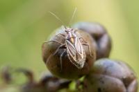 Horistus orientalis