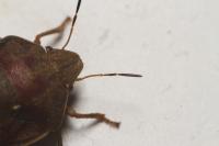 Eurygaster maura