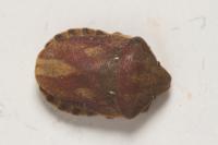 Eurygaster maura
