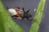Oxycarenus lavaterae