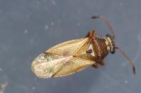 Cymus melanocephalus