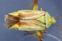 Closterotomus norwegicus