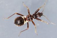 Himacerus mirmicoides