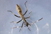 Micrelytra fossularum
