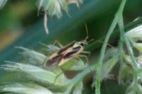 Stenotus binotatus