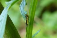 Evacanthus interruptus