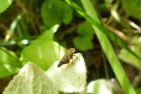 Aphrophora alni