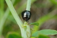 Coptosoma scutellatum