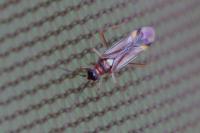 Campyloneura virgula
