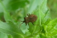 Coreus marginatus