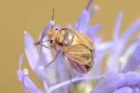Strongylocoris obscurus