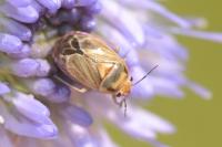 Strongylocoris obscurus