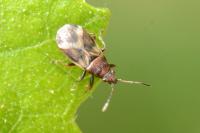 Oxycarenus modestus