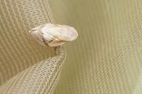 Lepyronia coleoptrata
