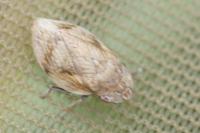 Lepyronia coleoptrata