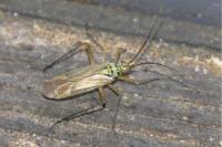 Oncotylus viridiflavus