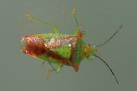 Acanthosoma haemorrhoidale
