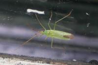 Trigonotylus