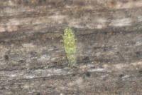 Eupteryx