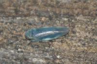Erotettix cyane