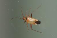 Adelphocoris vandalicus