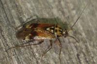 Lygus pratensis
