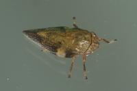 Aphrophora alni