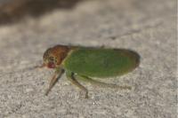 Iassus