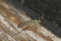 Oncotylus viridiflavus