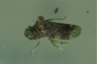 Ledra aurita