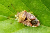 Elasmucha grisea