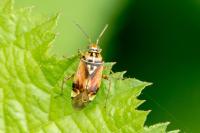 Lygus pratensis
