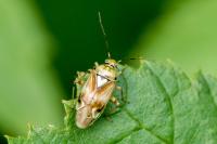Lygus pratensis