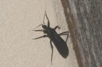 Reduvius personatus