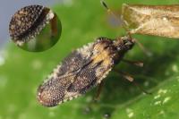 Physatocheila dumetorum