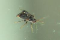Charagochilus