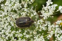 Eurygaster maura
