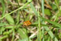 Carpocoris purpureipennis