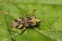 Phytocoris tiliae