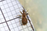 Himacerus mirmicoides