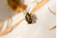 Eurydema oleracea