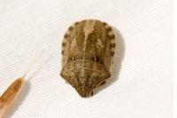 Eurygaster testudinaria