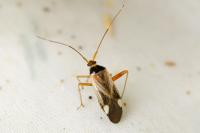 Adelphocoris reichelii