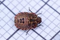 Sciocoris