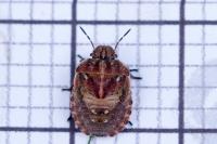 Sciocoris