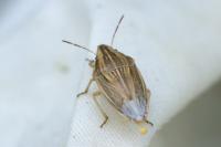 Aelia acuminata