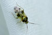 Orthops