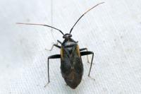Adelphocoris seticornis