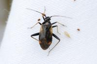 Adelphocoris seticornis