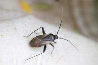 Adelphocoris seticornis